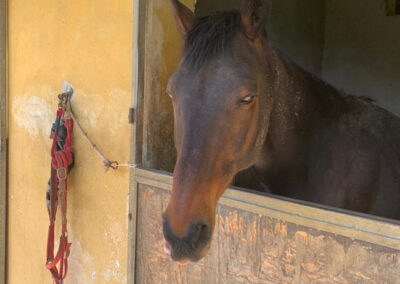B@B met 4 appartementen en manege