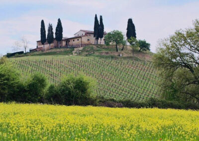 Beautiful Farmhouse with vineyard