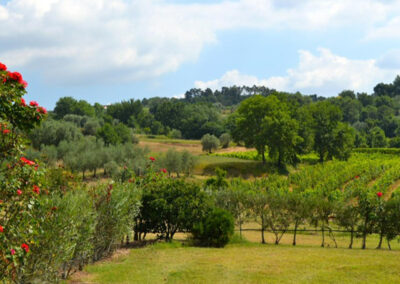 Farmhouse lucca hills with vineyard