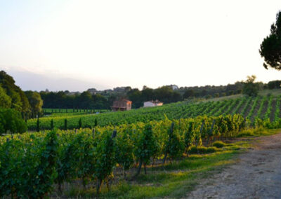 Farmhouse lucca hills with vineyard