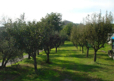 Farmhouse lucca hills with vineyard