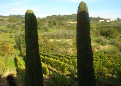 Farmhouse lucca hills with vineyard
